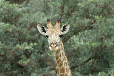 Portrait of giraffe