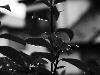 Close-up of water drops on plant