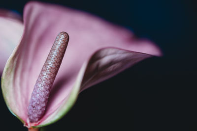 Close-up of pink flower against black background