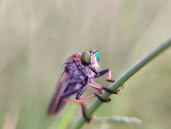 Close-up of insect on flower