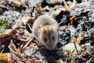 Close-up of squirrel