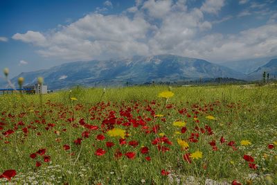 Scenic view of field against cloudy sky