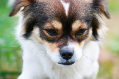 Close-up portrait of dog