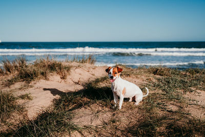 Portrait of dog sitting at beach