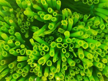 Full frame shot of green leaves