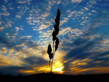 Silhouette of plant at sunset