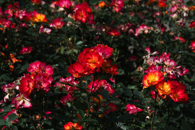 Close-up of red flowers
