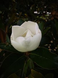 Close-up of white frangipani blooming outdoors