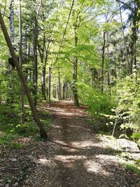 Trees growing in forest