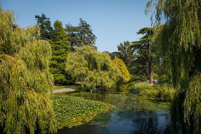 Scenic view of lake amidst trees against sky