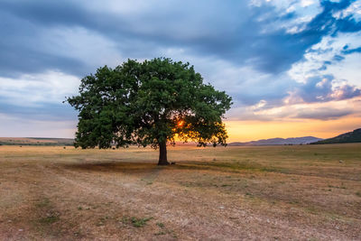 Trees on field against sky during sunset