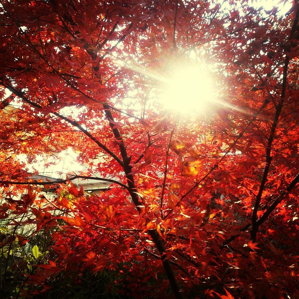 tree, sun, growth, beauty in nature, sunlight, branch, sunbeam, nature, tranquility, low angle view, autumn, orange color, change, scenics, season, tranquil scene, lens flare, leaf, forest, no people