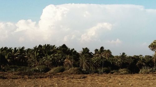 Trees on field against cloudy sky