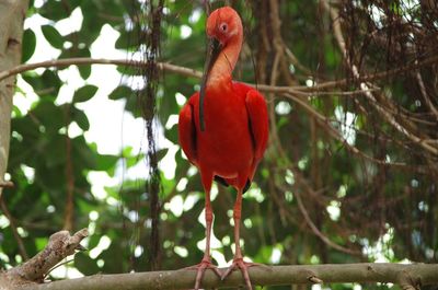 Close-up of bird perching on branch