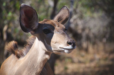 Close-up of deer