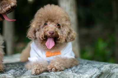 Portrait of hairy brown dog sticking out tongue while sitting on rock