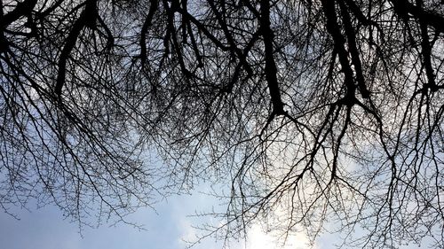 Low angle view of silhouette bare tree against sky