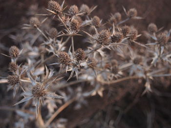 Close-up view of flowers