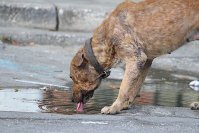 Dog drinking from puddle