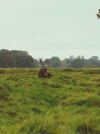 Deer on field against clear sky