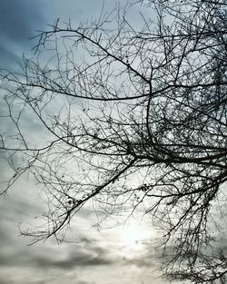 Low angle view of bare tree against sky