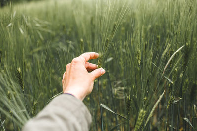 Cropped hand holding crop