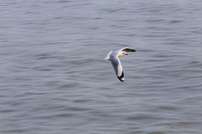 Close-up of swan in water