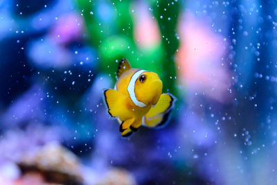 Close-up of fish swimming in sea