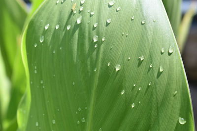 Close-up of wet leaves