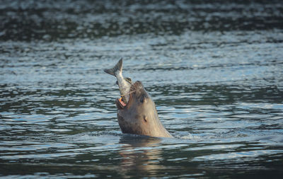 Seal feeding on fish