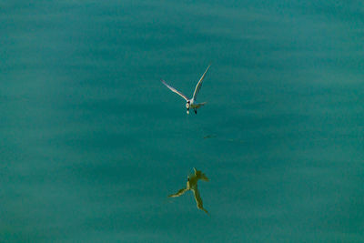 View of bird flying over water