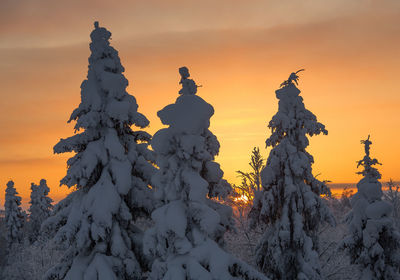 Snow covered tree against sky during sunset