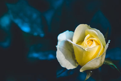 Close-up of rose flower