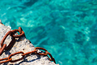 View of lizard on rock