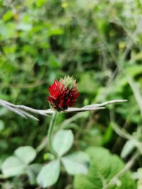 Close-up of red flowering plant