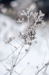 Close-up of snow covered plant