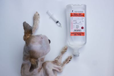 High angle view of dog drinking glass