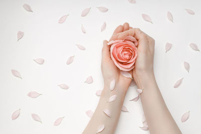 Close-up of hand holding rose over white background