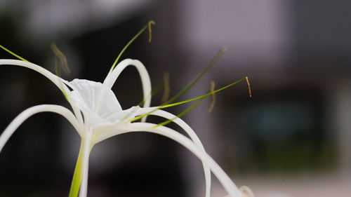 Close-up of white flowers