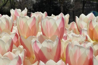 Close-up of pink tulips