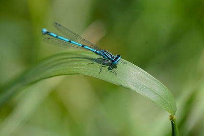 High angle view of damselfly on plant