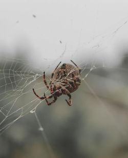 Close-up of spider on web