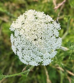 Close up of flower