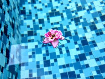 High angle view of pink flower on floor