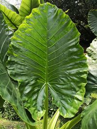 Close-up of green leaf