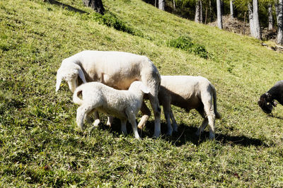 Sheep grazing in a field