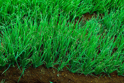 Full frame shot of green field