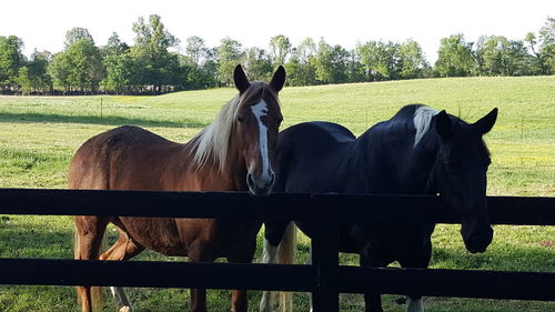 Horses standing on field against sky