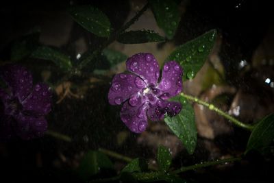 Close-up of wet purple flower in rain