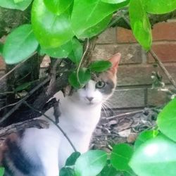 Portrait of cat on plant